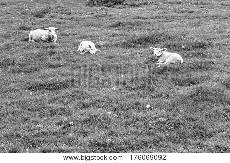 Sheeps Grazing on Green Pasture in the Ardennes. A flock of sheep lying on the meadow in Belgium. Black and White Picture