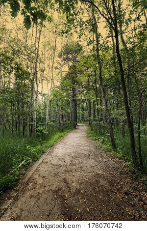 The natural park of Groane (Milan Lombardy Italy). Path.