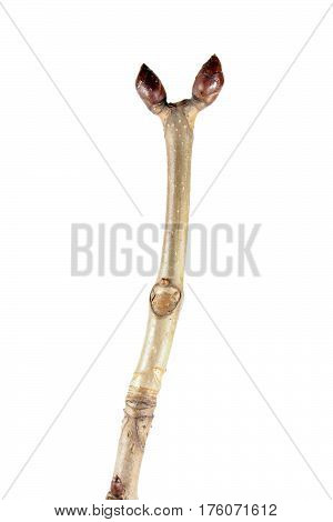 Spring tree branch with buds. Branch of horse chestnut (Aesculus hippocastanum) isolated on white background
