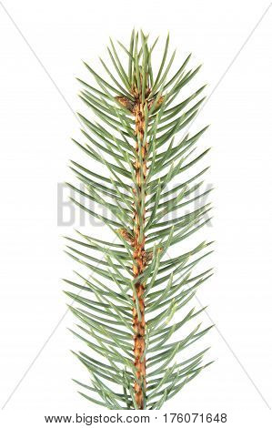 Fir branch isolated on white background. Green fir-needle