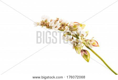 buckwheat blossoming flowers on a white background