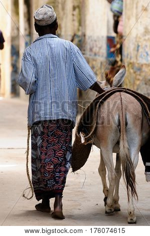 The resident of the Lamu archipelago is walking beside the donkey which serves him to for moving on an island as well as for the transportation of goods