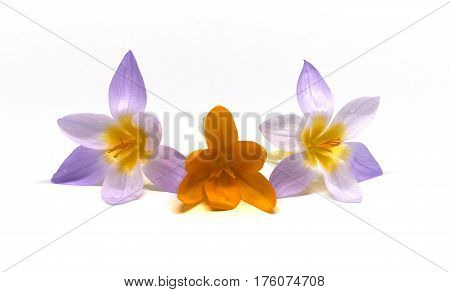 wild Crocuses on a white background isolated