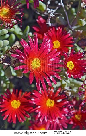 Beautiful cactus plant of the genus Delosperma bloom in defying the scorching summer sun.