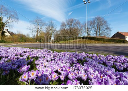 Group of first spring flowers - purple crocuses blossom in the park close-up spring is coming