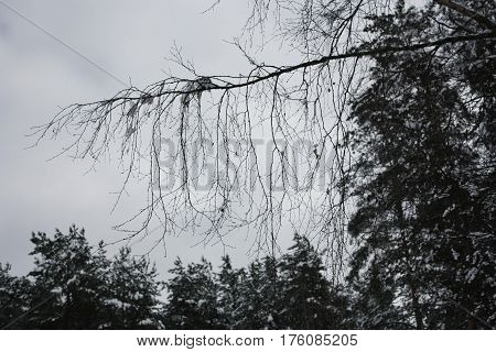The branch of birch in the winter of the background of pines