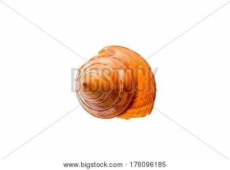 European Painted Topshell - Calliostoma Zizyphinum Sea Snail Slug Shell