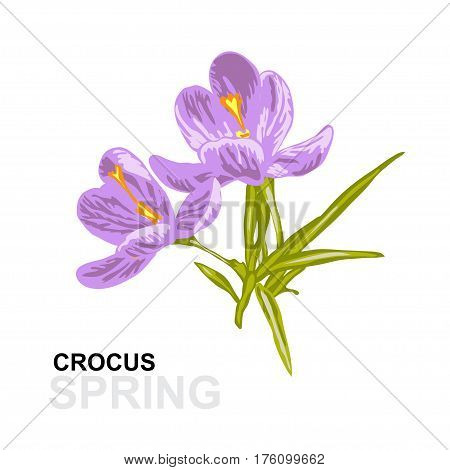 Decorative Crocus Flowers