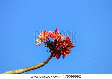 plumeria flower pink or desert rose beautiful on tree and sky background ( Common name Apocynaceae Frangipani Pagoda Temple )