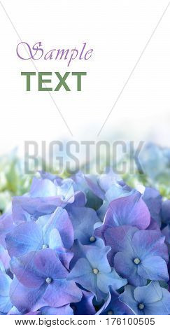 Blue Purple Hydrangea Flower isolated on white Background. Card vertical template.
