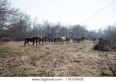 Wild Horses On Delta Of River Evros, Geece.