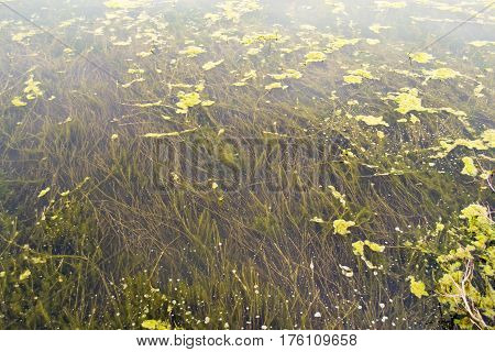 Part Of The Delta Of River Evros, Greece