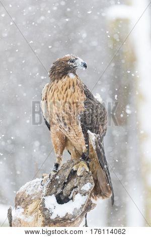 A Red Tailed Hawk sits in the middle of a snowstorm.
