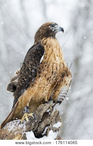 A Red Tailed Hawk sits in the middle of a snowstorm.