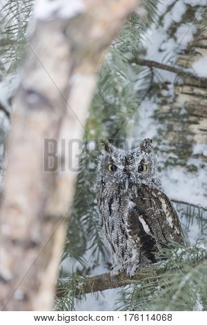 A Western Screech Owl sits on a tree branch in the middle of a snowstorm.