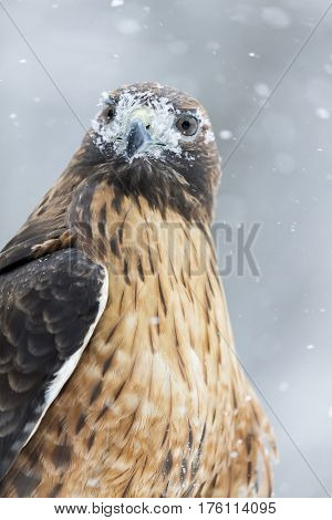 A Red Tailed Hawk sits in the middle of a snowstorm.