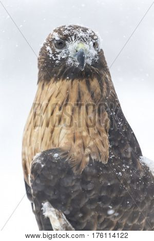 A Red Tailed Hawk sits in the middle of a snowstorm.