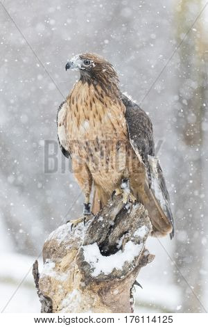 A Red Tailed Hawk sits in the middle of a snowstorm.
