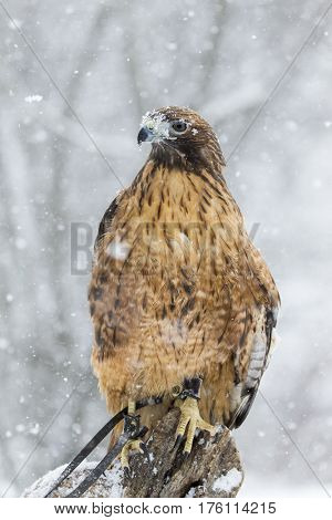 A Red Tailed Hawk sits in the middle of a snowstorm.