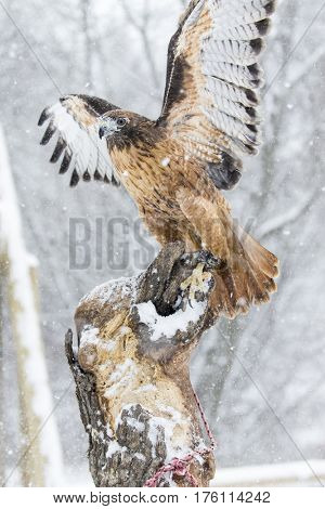 A Red Tailed Hawk sits in the middle of a snowstorm.