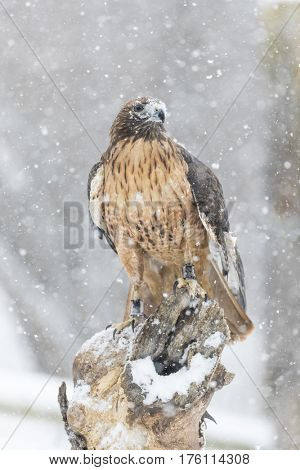 A Red Tailed Hawk sits in the middle of a snowstorm.