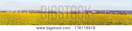 Large wide panorama of the southern residential district of Belgorod city. White city Russia. Skyline of the city on hills behind a sunflowers field