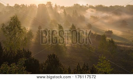 Stunning vibrant evocative Autumn Fall foggy forest landscape