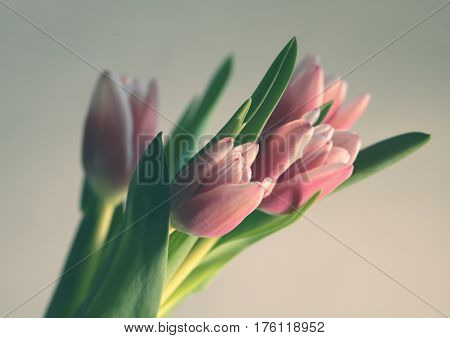 Beautiful bouquet Tulips gently pink color easter Spring time