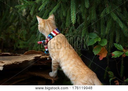 Red-haired kitten in striped scarf under the tree, looking into the distance, standing on hind legs.