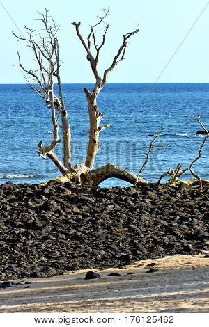 Dead Tree Andilana Beach Seaweed  Indian Ocean