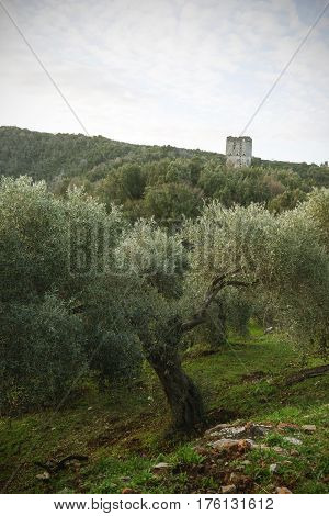 Olive Trees And A Ramshackle Tower On Greece