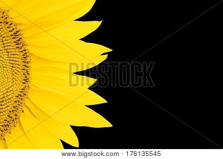 Fragment of yellow blooming sunflowers with petals isolated on a black background
