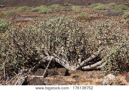 Arid territory of Lobos island, Canary, Spain. Euphorbia balsamifera plant. Tabaiba dulce. Lanzarote symbol