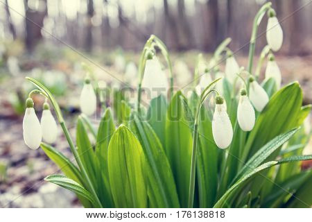 Snowdrop Folded With Water Drops