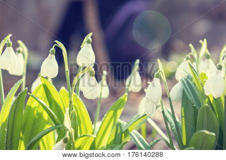 Snowdrop Folded With Water Drops