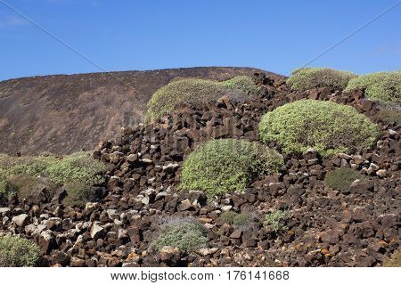 Arid territory of Lobos island, Canary, Spain. Euphorbia balsamifera plant. Tabaiba dulce. Lanzarote symbol
