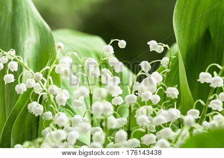 Flower lily of the valley growing in forest in spring closeup natural background