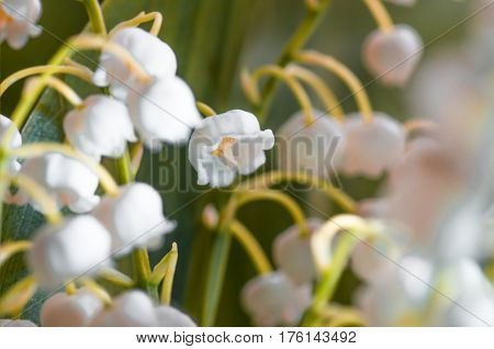 Flower lily of the valley growing in forest in spring closeup natural background