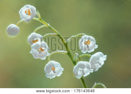 Flower lily of the valley growing in forest in spring closeup natural background