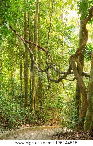 Lush rainforest Danum Valley in forest Phuket Thailand