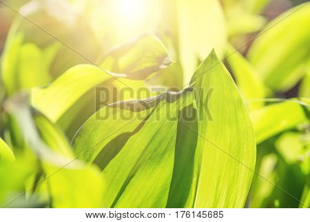 leaves lily of the valley growing in forest in spring closeup natural background