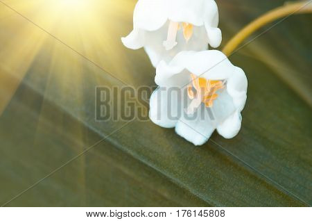 Flower lily of the valley growing in forest in spring closeup natural background