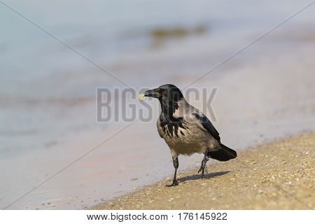 Beautiful grey crow (lat. Corvus cornix) is a bird of the Raven - there is a sandy shore with a piece of prey in beak