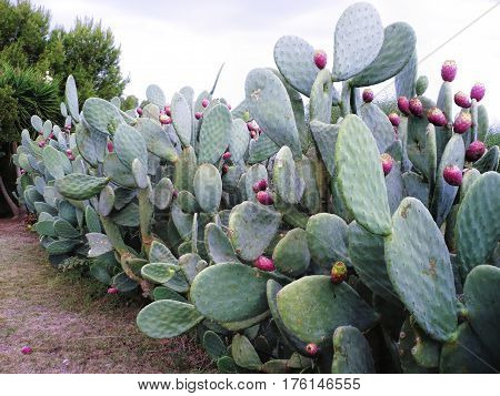 plants of opuntia ficus in a garden