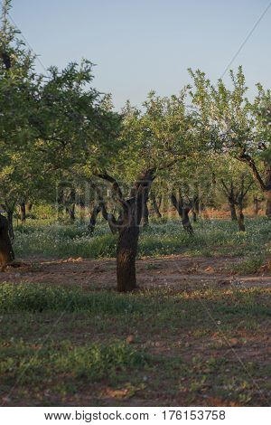 By the village of Vilafames in Castellon