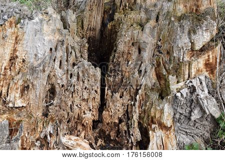 texture of the old stump, wood textures