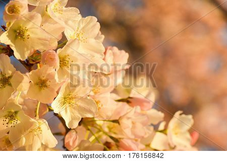Cherry Blossoms during Cherry Blossom Festival in Washington DC
