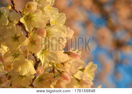 Cherry Blossoms during Cherry Blossom Festival in Washington DC