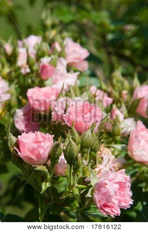 arbusto de rosas