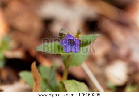 A flower of common lungwort (Pulmonaria officinalis)
